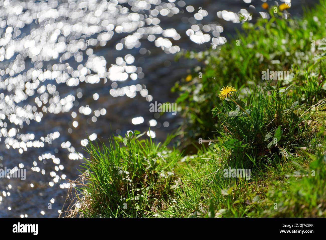 Fleur jaune de coupe de beurre dans l'herbe verte devant la rivière bleue avec des reflets lumineux Banque D'Images