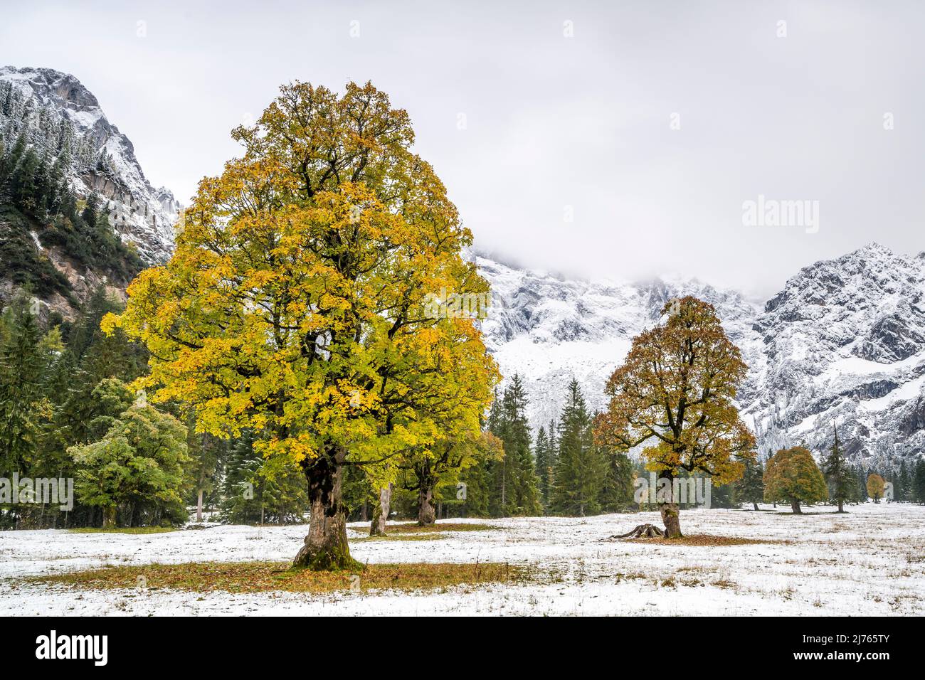 Érable en automne avec feuillage coloré dans la neige fraîche sous ciel couvert entouré par les montagnes de Rohntal dans Karwendel près de Hinterriss, Tyrol / Autriche Banque D'Images Érable en automne avec feuillage coloré dans la neige fraîche sous ciel couvert entouré par les montagnes de Rohntal dans Karwendel près de Hinterriss, Tyrol / Autriche Banque D'Images