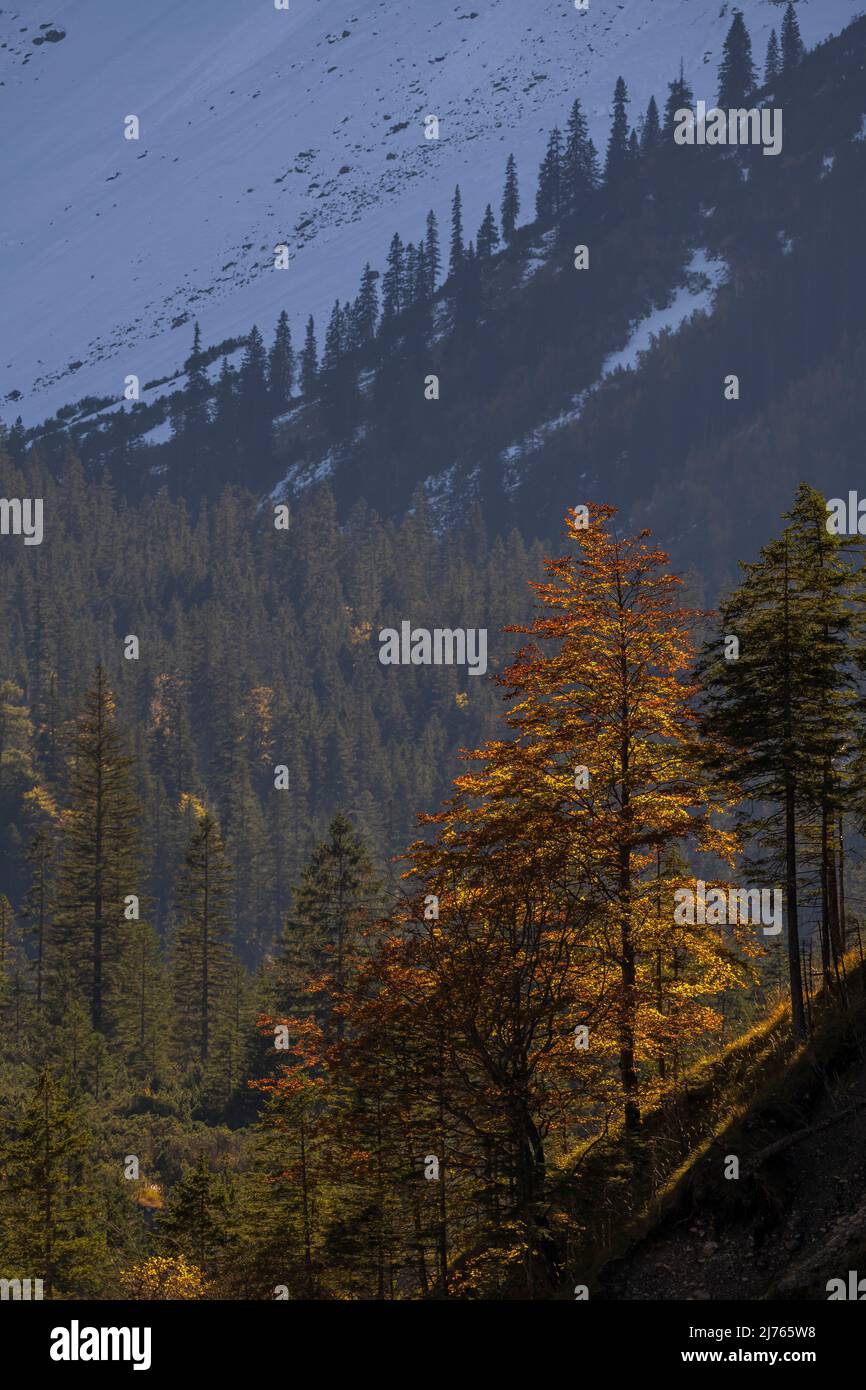 Un hêtre dans la forêt de conifères sur la pente de montagne au contre-jour du soleil, dans la forêt de fond et la première neige en automne à Karwendel, Johannistal. Banque D'Images