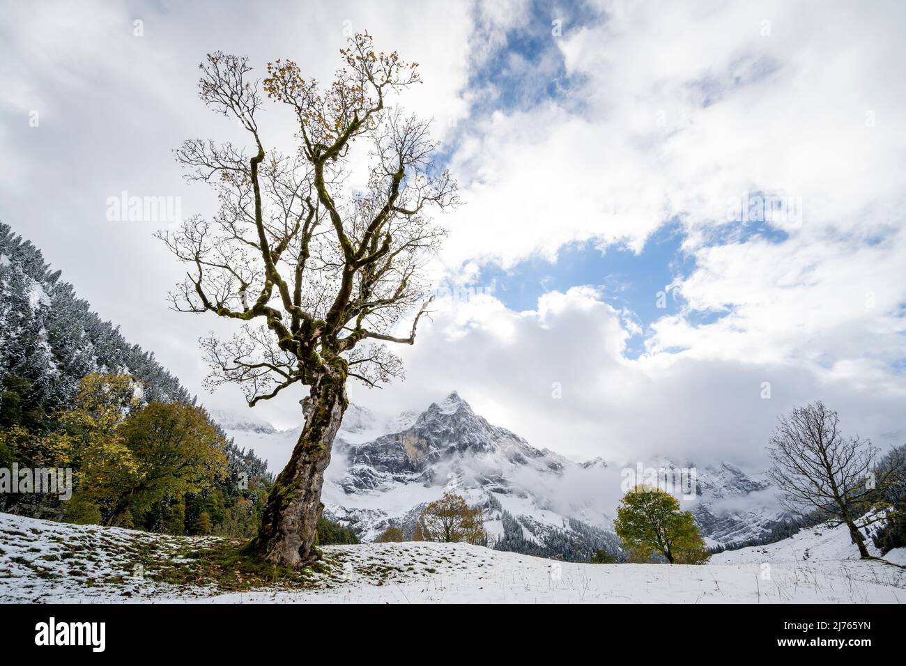 Un vieux érable frappant sur le grand terrain d'érable du Karwendel près de l'Engalm, avec le Spritzkarspitze en arrière-plan. Un peu de feuillage d'automne dernier est encore suspendu sur l'arbre, tandis que la première neige fraîche couvre le sol. Banque D'Images Un vieux érable frappant sur le grand terrain d'érable du Karwendel près de l'Engalm, avec le Spritzkarspitze en arrière-plan. Un peu de feuillage d'automne dernier est encore suspendu sur l'arbre, tandis que la première neige fraîche couvre le sol. Banque D'Images