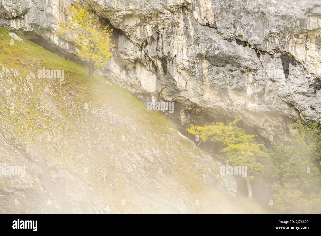Arbre de Yew dans le brouillard sur une face rocheuse robuste dans le Karwendel près du grand Ahornboden. Banque D'Images Arbre de Yew dans le brouillard sur une face rocheuse robuste dans le Karwendel près du grand Ahornboden. Banque D'Images