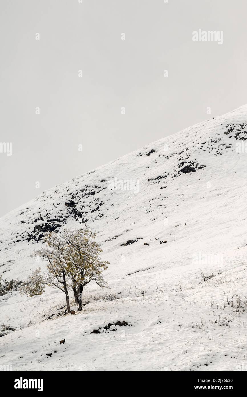 Un groupe de vieux petits érables sur le flanc de montagne de Gamsjochoberhalb des Großen Ahornbodens en automne avec un feuillage coloré dans la neige fraîche, un ou plusieurs chamois sont autour des arbres. Pris dans le parc naturel de Karwendel, près de Hinterriss, Tyrol, Autriche. Banque D'Images