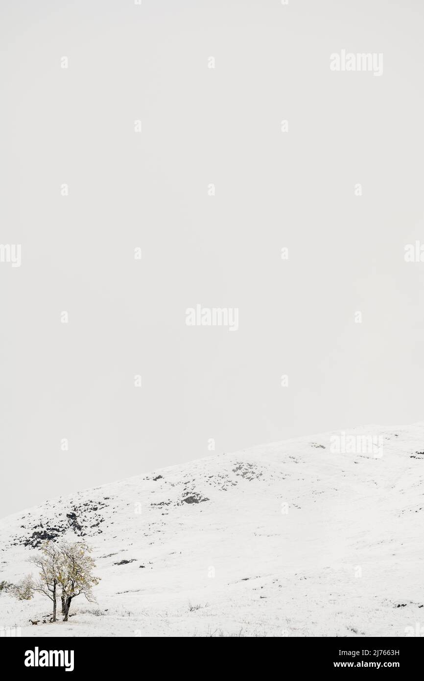 Un groupe de vieux petits érables sur le flanc de montagne de Gamsjochoberhalb des Großen Ahornbodens en automne avec un feuillage coloré dans la neige fraîche, un ou plusieurs chamois sont autour des arbres. Pris dans le parc naturel de Karwendel, près de Hinterriss, Tyrol, Autriche. Banque D'Images