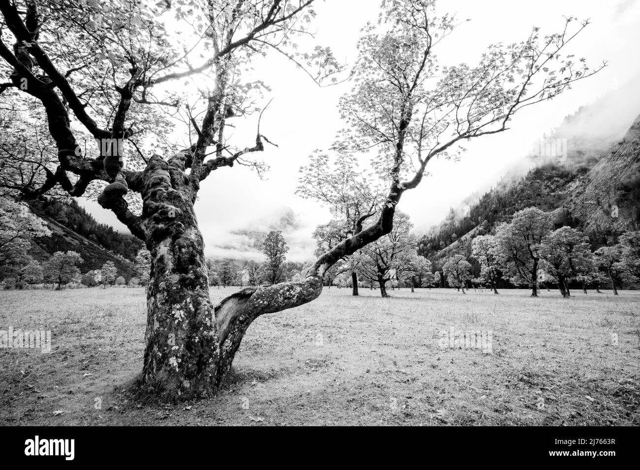 Vieux érable sur le grand terrain d'érable de Karwendel près de Hinterriss, Tyrol / Autriche en automne avec des feuilles d'automne. Banque D'Images