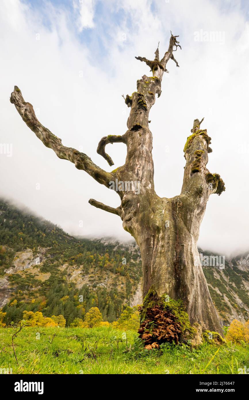 Un vieux érable mort. Le tronc de l'arbre fournit la vie à divers autres champignons et créatures vivantes et est goutte à goutte avec ses branches mortes au milieu de la grande terre d'érable dans le Karwendel, Tyrol / Autriche près de Hinterriss. En arrière-plan, l'automne colore les restlcihen arbres dorés. Banque D'Images