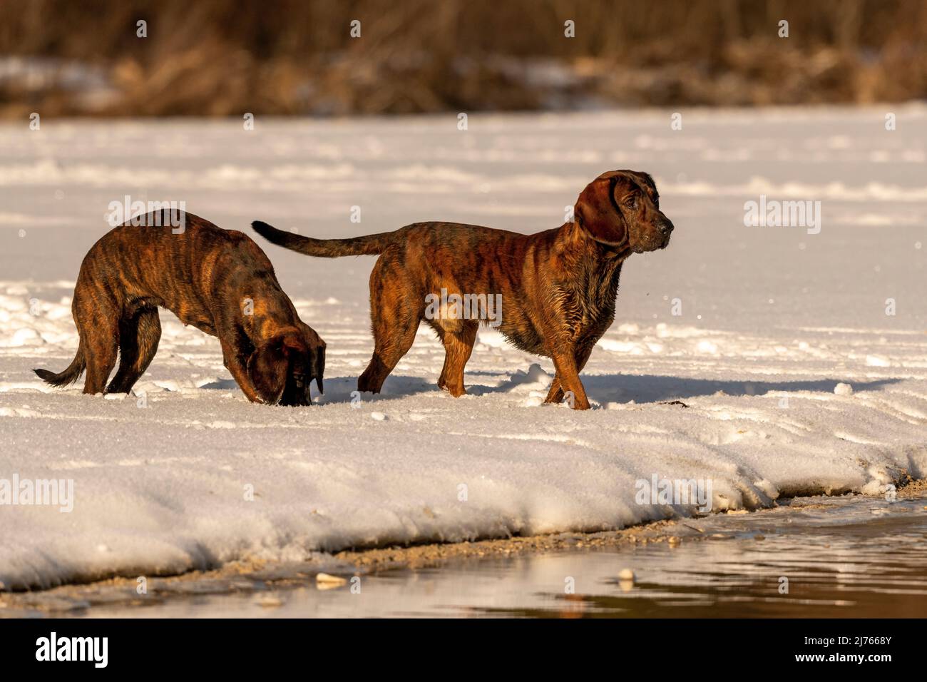 Hanovre fonde Emma et Rüpel à jouer dans l'eau peu profonde d'un lit de crique en hiver quand il neige Banque D'Images Hanovre fonde Emma et Rüpel à jouer dans l'eau peu profonde d'un lit de crique en hiver quand il neige Banque D'Images