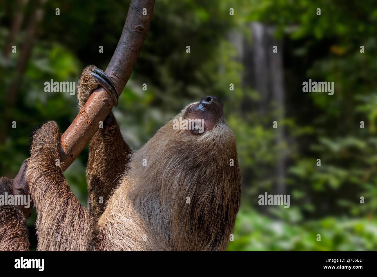 Sloth à deux doigts de Linnaeus / Sloth à deux doigts de sud / Sloth à deux doigts de Linne (Choloepus didactylus / Bradypus didactylus) arbre d'escalade, Amérique du Sud Banque D'Images