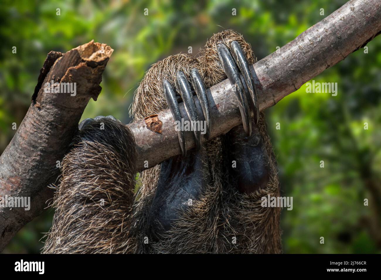 La sloth à deux doigts de Linnaeus / la sloth à deux doigts de sud / la sloth à deux doigts de Linne (Choloepus didactylus / Bradypus didactylus) gros plan des griffes Banque D'Images