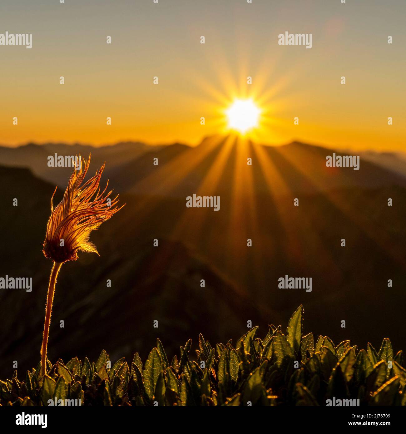 Grappes de fruits de la fleur alpine de pasque, également appelée cowbell alpine ou anémone alpine, au lever du soleil au sommet de la Mondscheinspitze à Karwendel. En arrière-plan une étoile du soleil du lever du soleil sur les Alpes, dans un ciel bleu vif. Banque D'Images