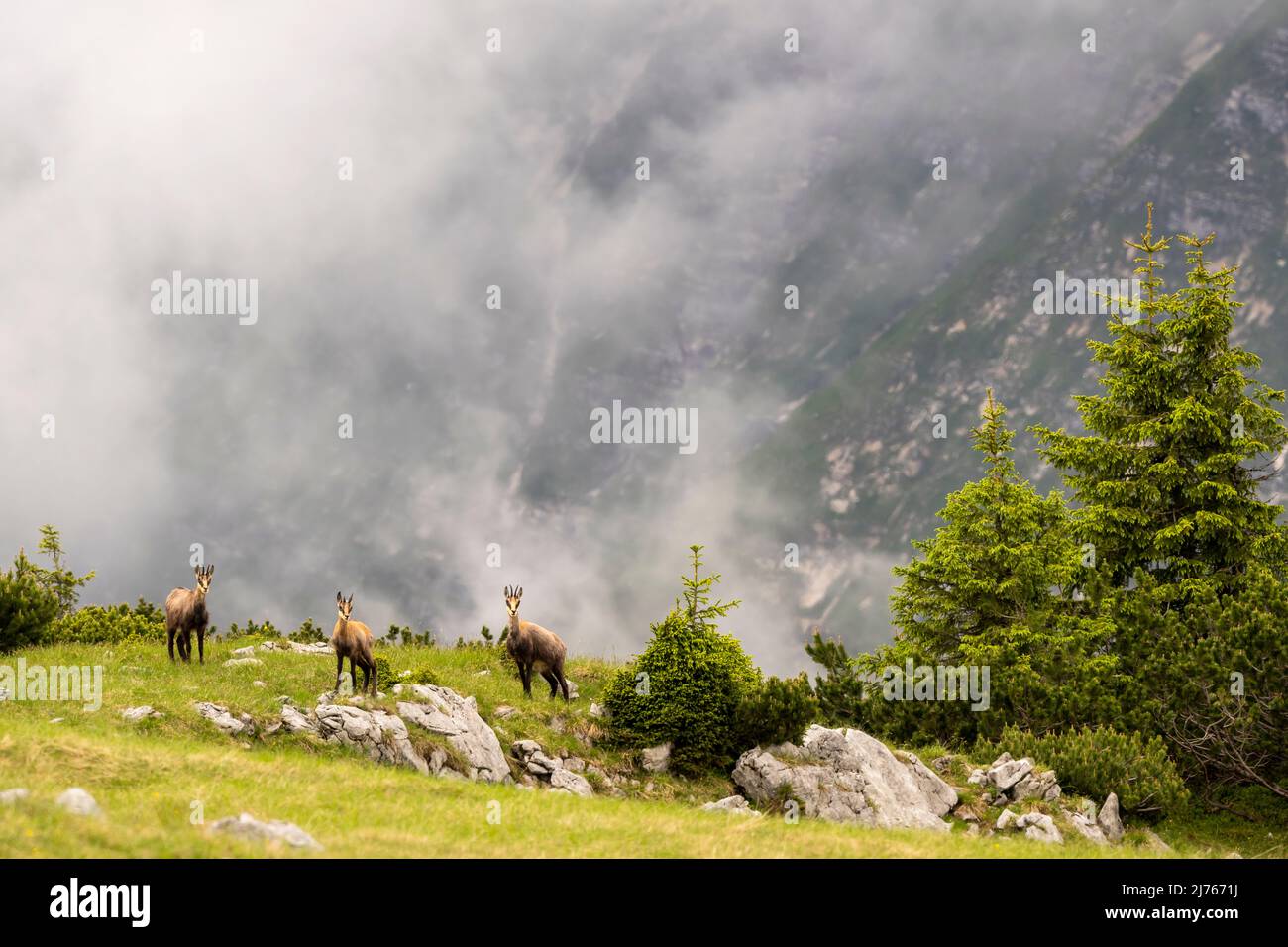 Trois chamois dans le Karwendel Banque D'Images