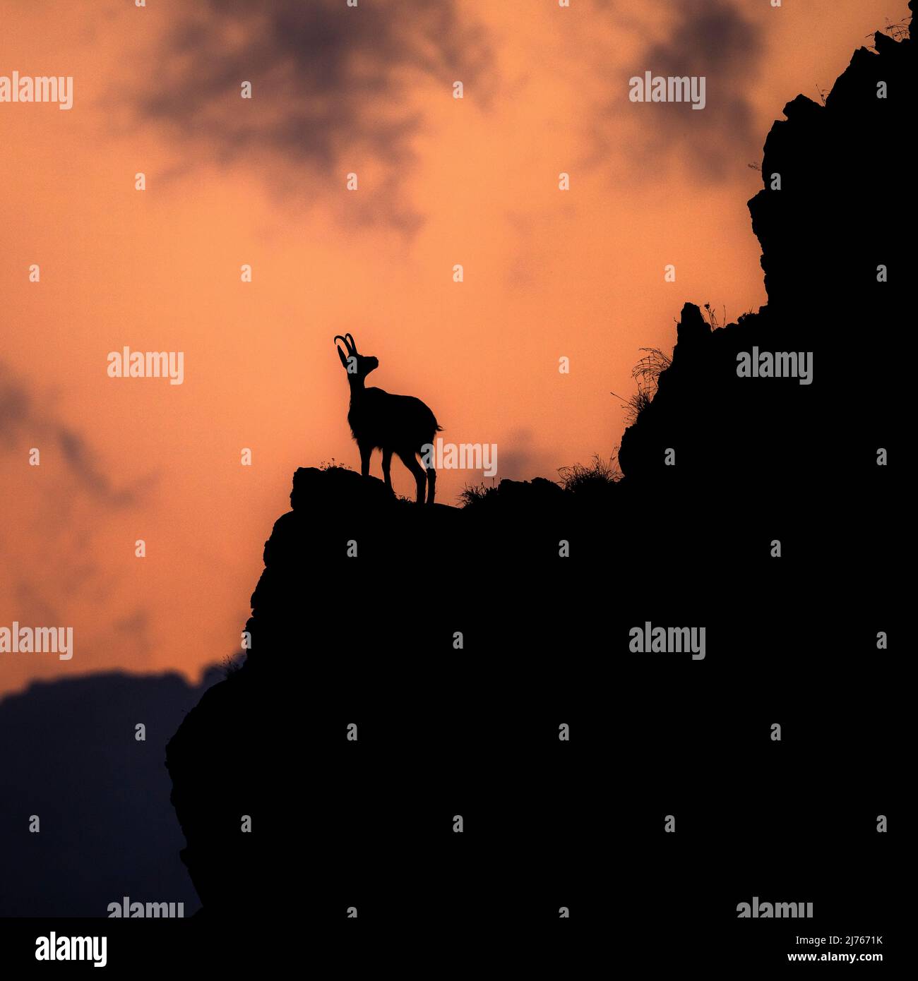 Une chamois sentinelle en soirée brille sur un front de roche escarpé dans le Karwendel après le coucher du soleil. Seule l'ombre ou le contour de l'animal est visible. Banque D'Images