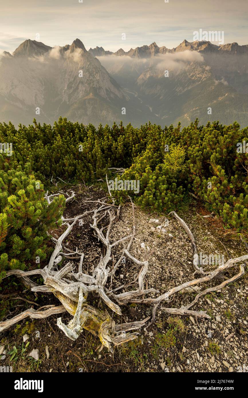 Racine en bois d'un pin de montagne sur la crête entre Fleischbank et Schönalmjoch dans le Karwendel près de Hinterriss, Tyrol / Autriche dans les Alpes peu après le lever du soleil, en arrière-plan brume, brouillard et le Falkengruppe avec Stuhlkopf. Banque D'Images Racine en bois d'un pin de montagne sur la crête entre Fleischbank et Schönalmjoch dans le Karwendel près de Hinterriss, Tyrol / Autriche dans les Alpes peu après le lever du soleil, en arrière-plan brume, brouillard et le Falkengruppe avec Stuhlkopf. Banque D'Images
