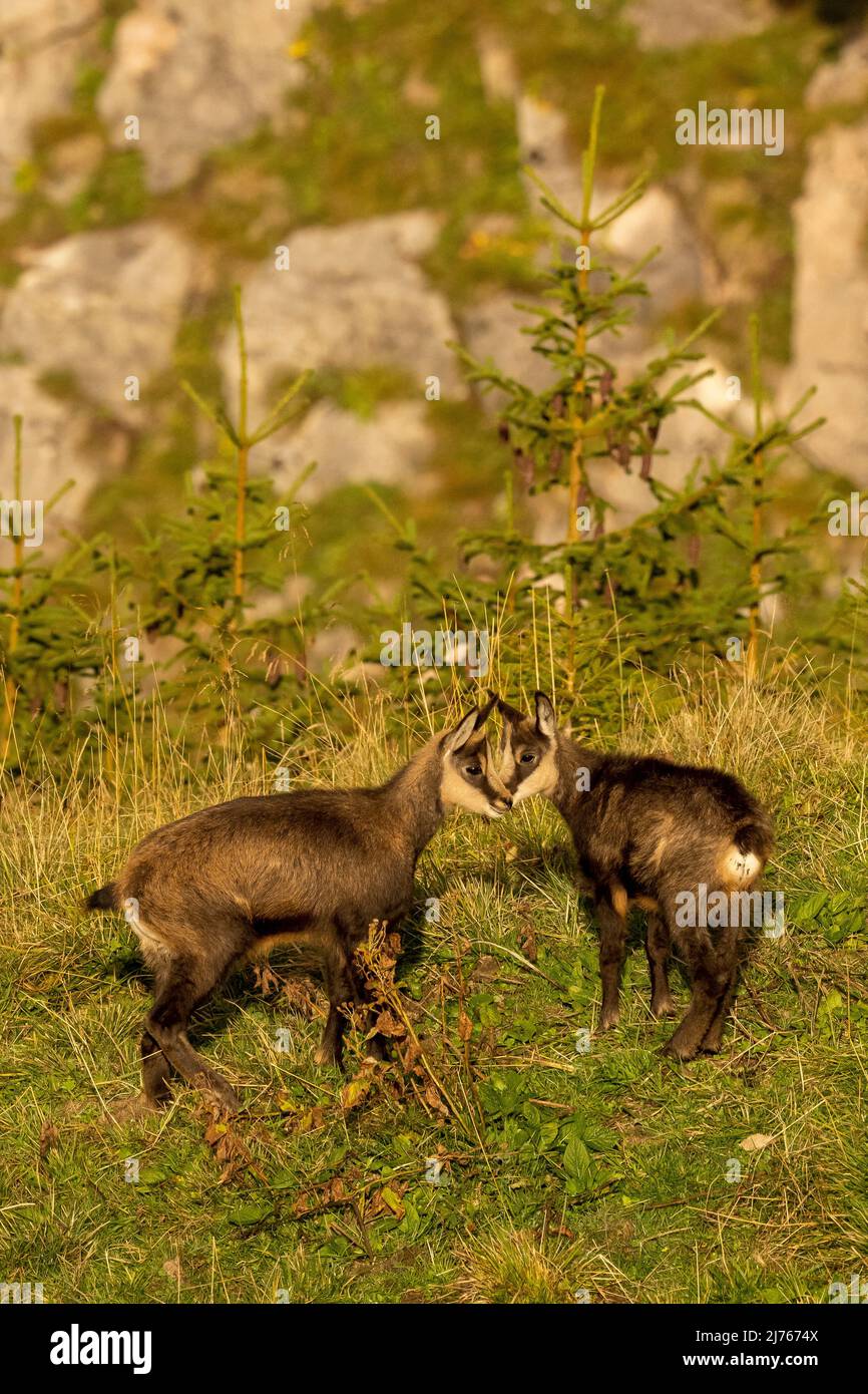 Deux chamois d'un an en automne dans les montagnes de Karwendel Banque D'Images