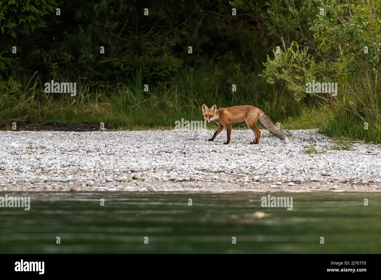 Un renard roux en manteau d'été avec queue broussaillée sur les rives de Walchensee dans les Alpes bavaroises. Au premier plan de l'eau, au fond des buissons et des herbes, il recherche la côte pour la nourriture des voyageurs de jour. Banque D'Images