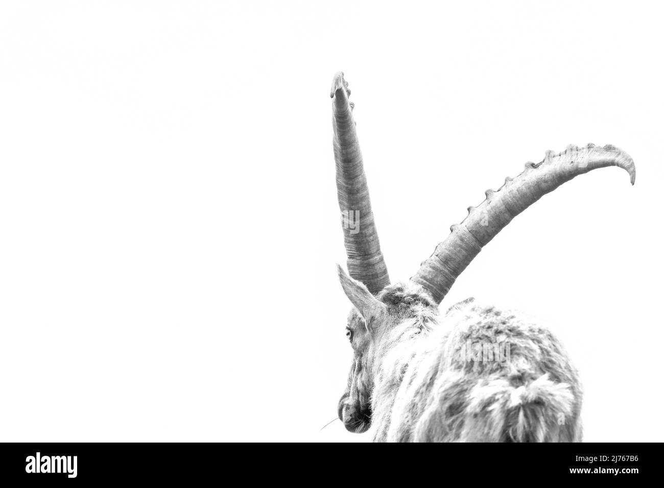 Alpine Ibex à Karwendel, vue arrière de ce majestueux animal dans la nature. Banque D'Images