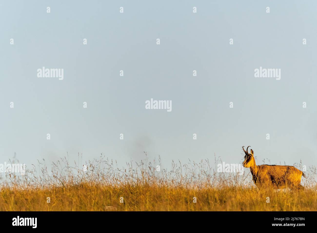 Un champignon a probablement infecté le chamois, bien reconnaissable à la mâchoire inférieure, dans un pré d'été doré à la lumière du soir Banque D'Images