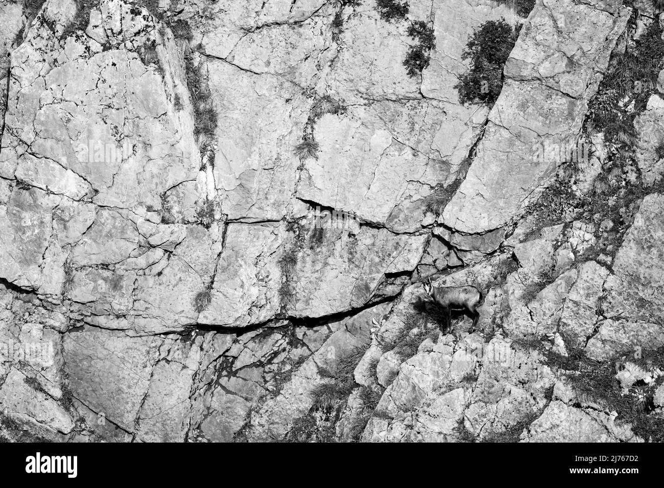 Chamois, alpinistes acrobatiques sur une dalle de rochers dans les montagnes Karwendel, une partie du LApen en noir et blanc Banque D'Images Chamois, alpinistes acrobatiques sur une dalle de rochers dans les montagnes Karwendel, une partie du LApen en noir et blanc Banque D'Images