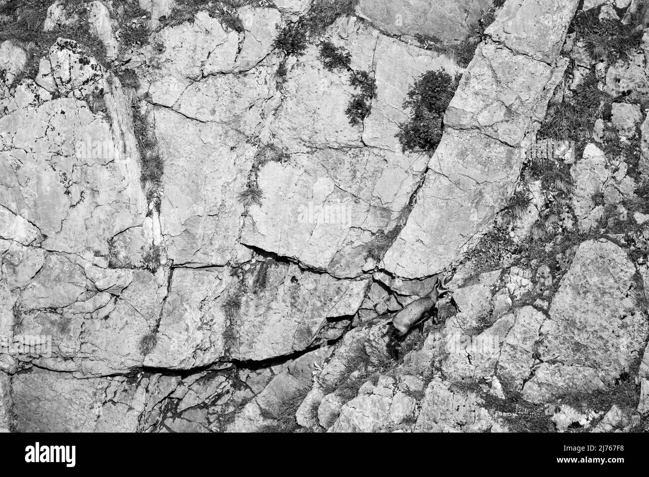 Chamois, alpinistes acrobatiques sur une dalle de rochers dans les montagnes Karwendel, une partie du LApen en noir et blanc Banque D'Images Chamois, alpinistes acrobatiques sur une dalle de rochers dans les montagnes Karwendel, une partie du LApen en noir et blanc Banque D'Images
