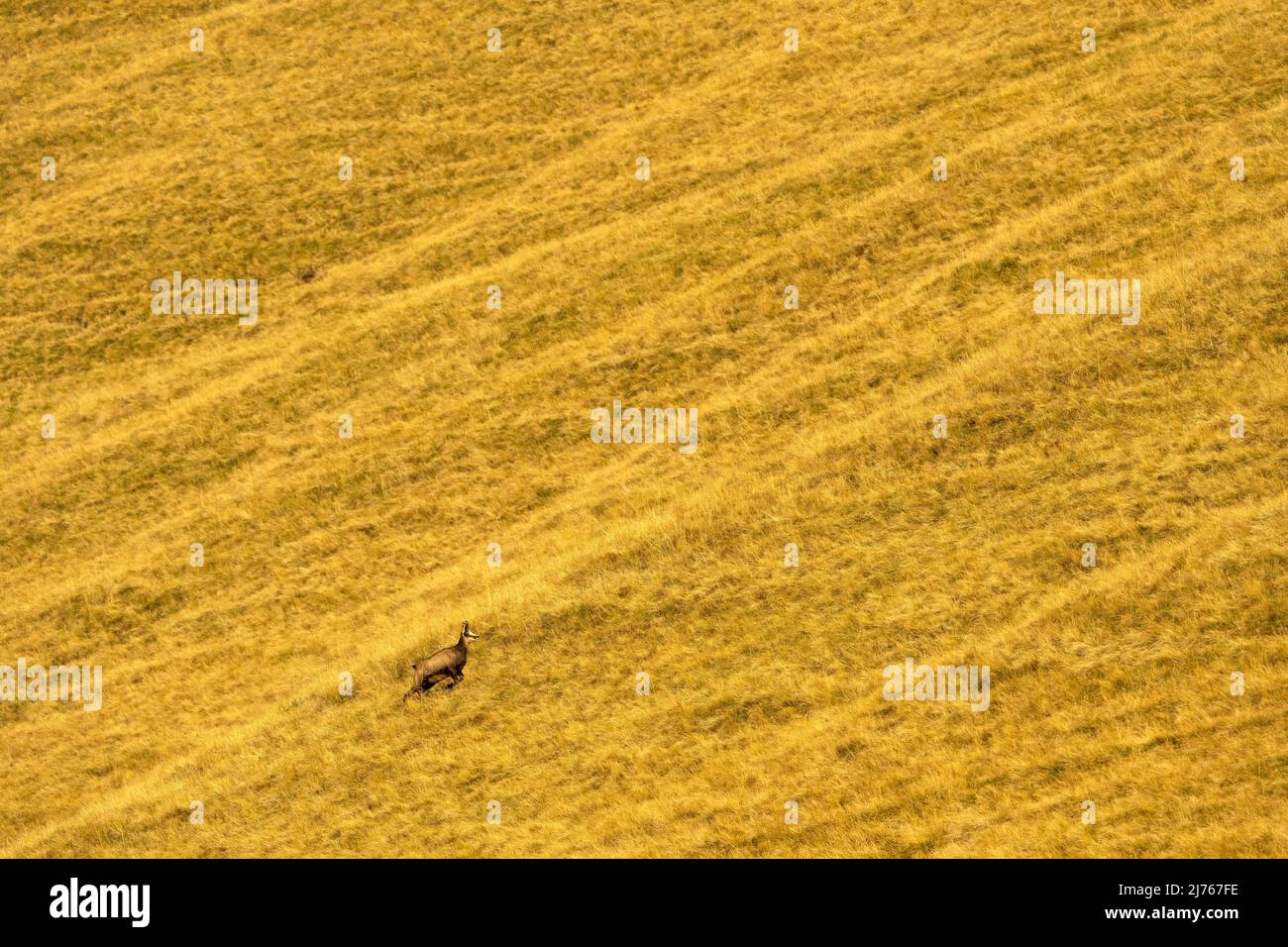 Une chamois en course sur une pente de montagne avec prairie à la fin de l'été Banque D'Images