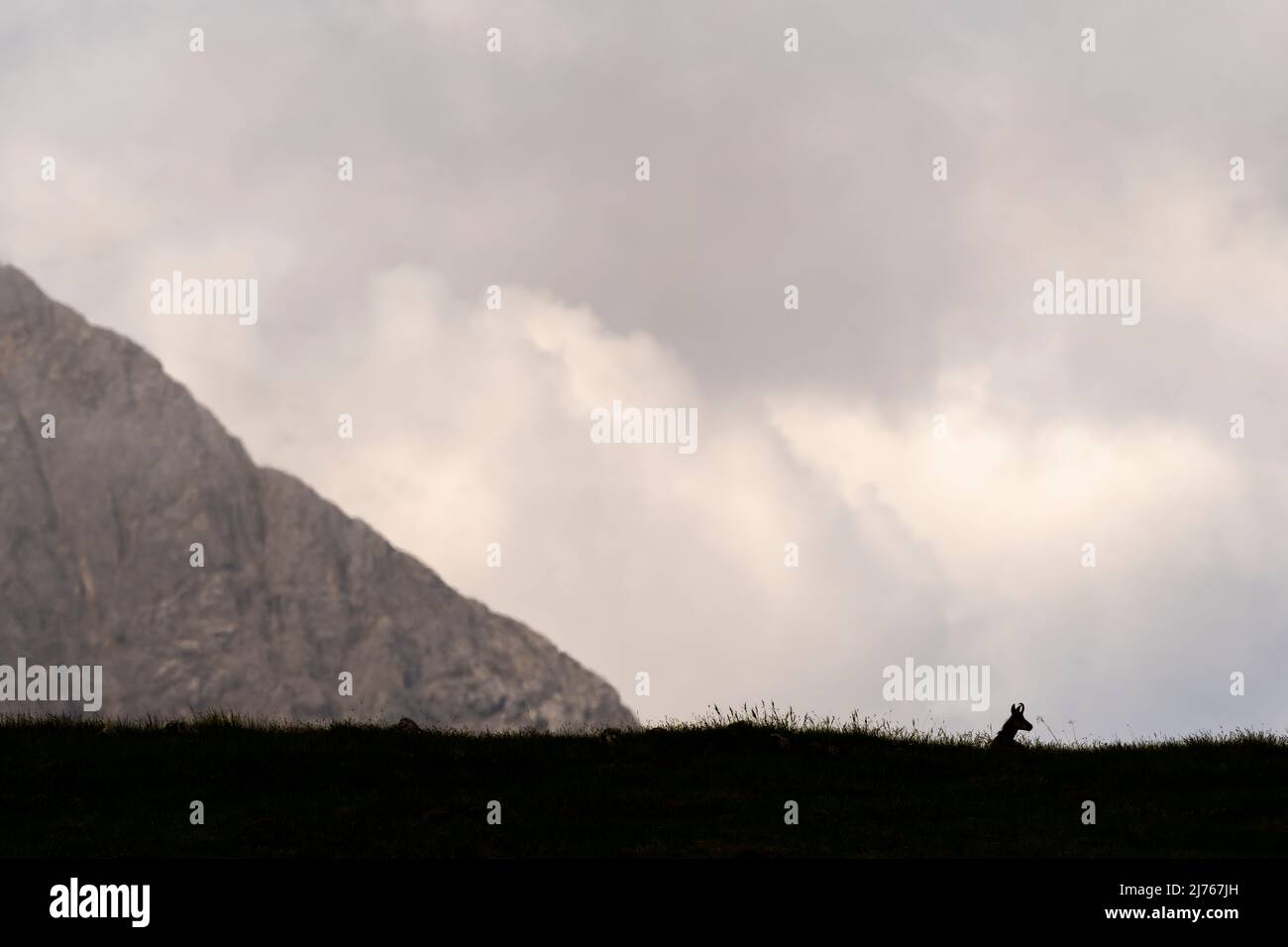 Un chamois regarde à droite, en arrière-plan, des nuages denses et une crête de montagne Banque D'Images
