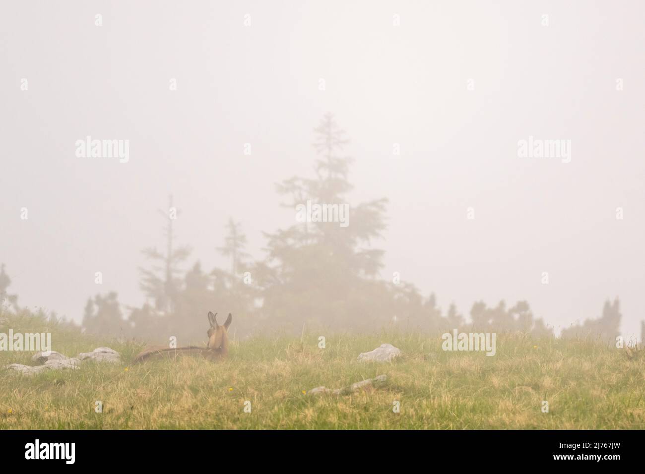 Un chamois se détend dans le brouillard dense d'un pré de montagne dans les montagnes du Karwendel Banque D'Images