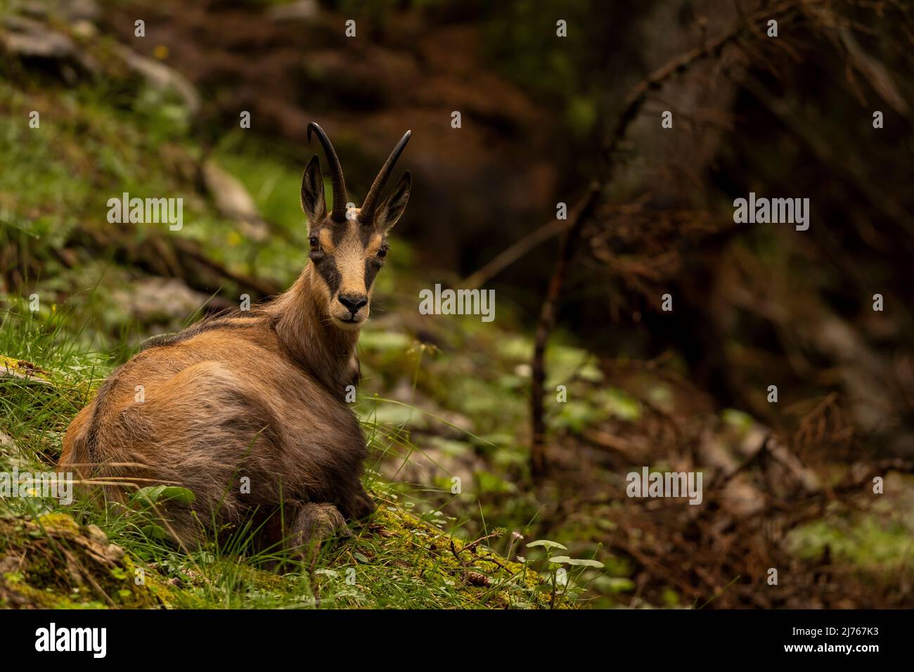 Une chamois au repos et ruminant dans la forêt dense de Karwendel. Banque D'Images
