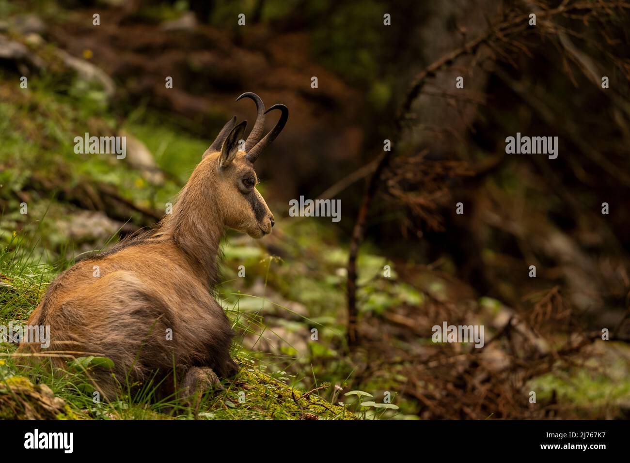 Une chamois au repos et ruminant dans la forêt dense de Karwendel. Banque D'Images