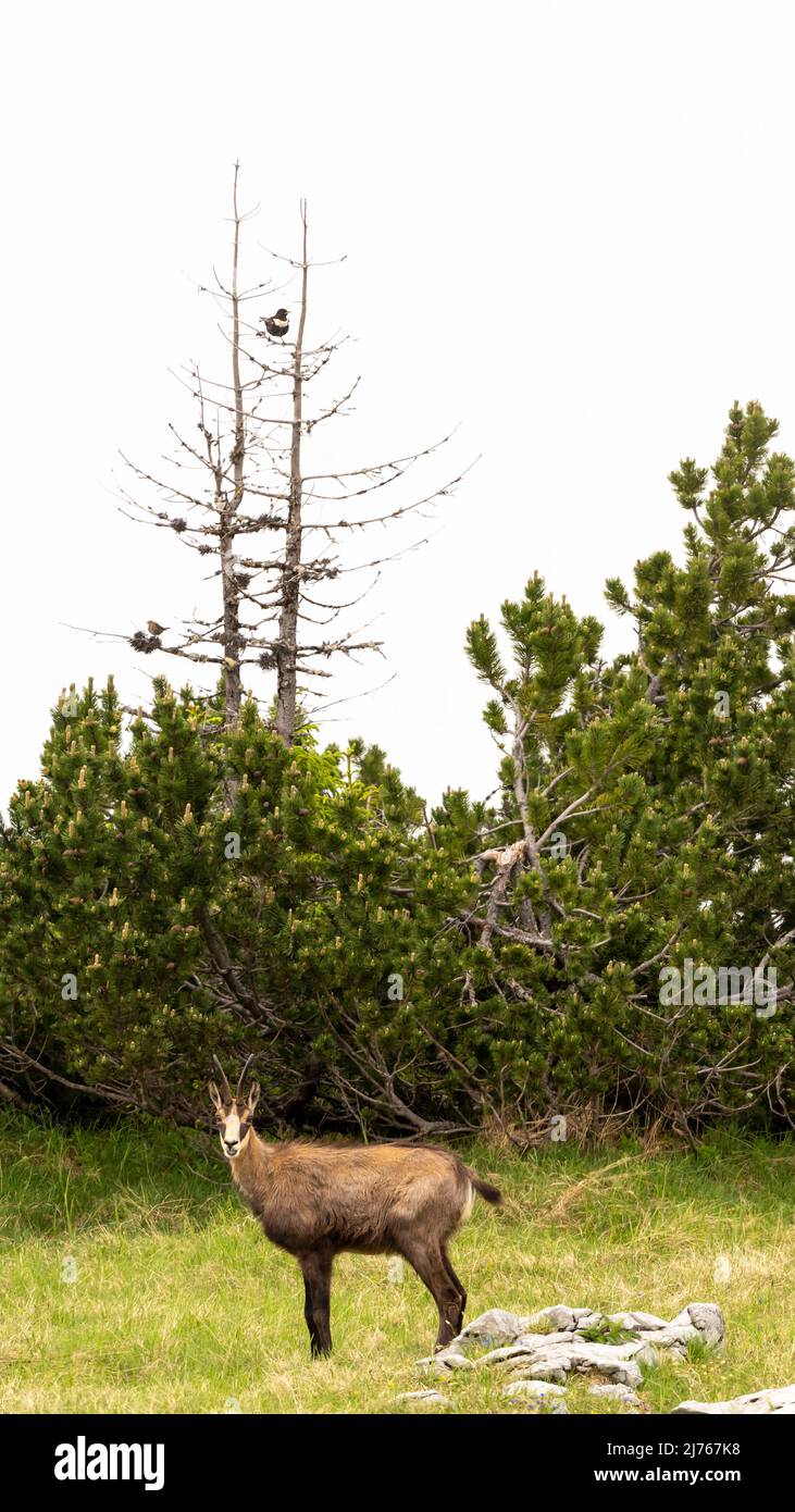 Une chamois dans un pré de montagne tandis qu'une muguet regarde sur un arbre mort. Banque D'Images