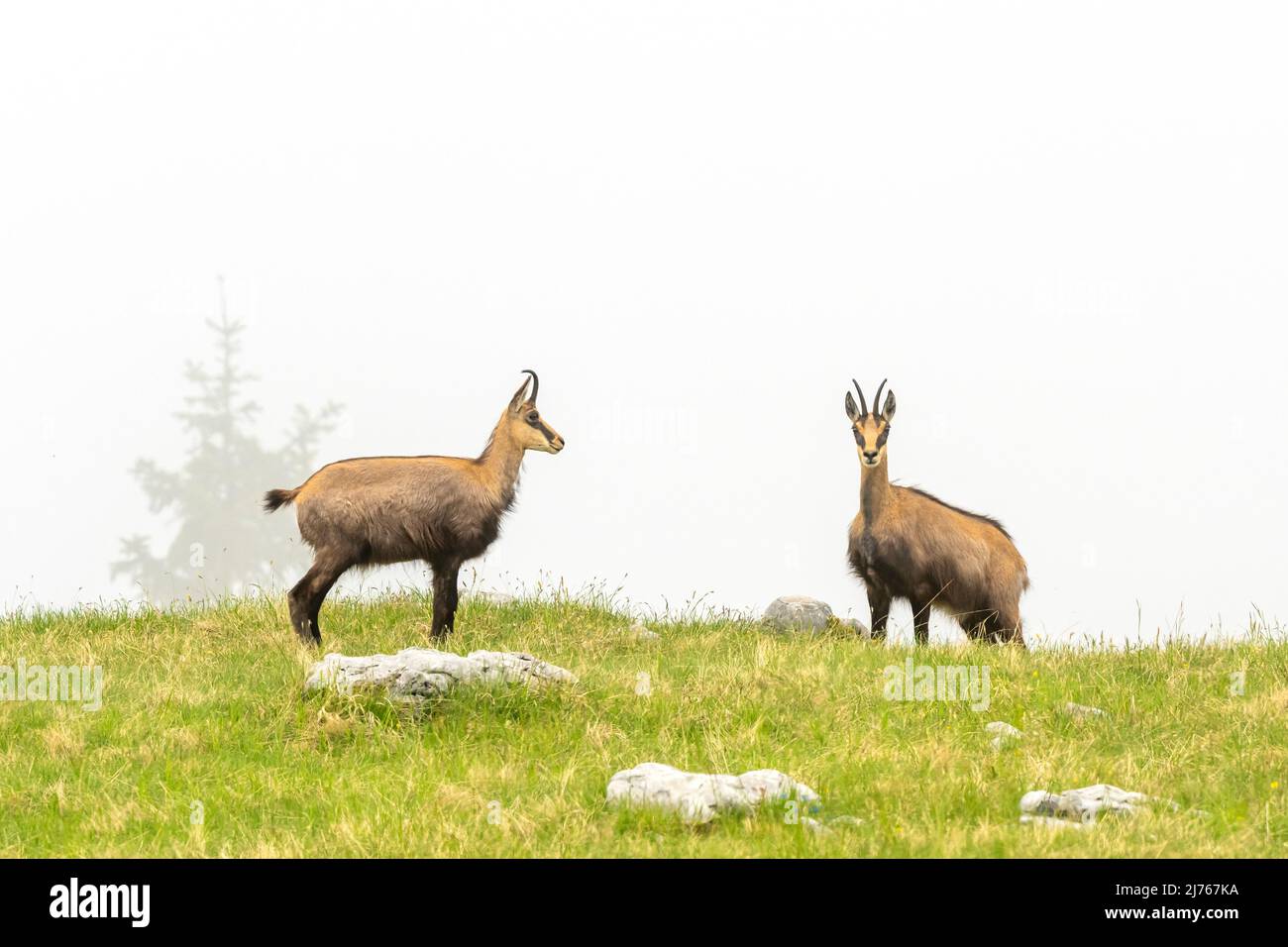 Deux chamois sont debout dans le brouillard sur un pré de montagne dans le Karwendel. Banque D'Images