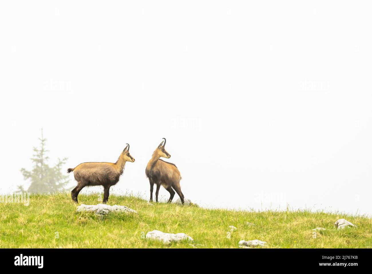 Deux chamois sont debout dans le brouillard sur un pré de montagne dans le Karwendel. Banque D'Images