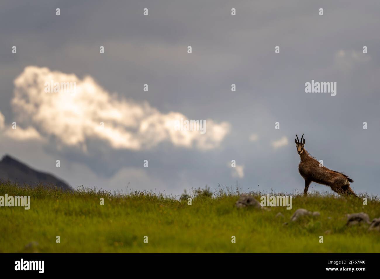 Étude de mouvement d'un chamois sur un pré de montagne dans les montagnes du Karwendel Banque D'Images