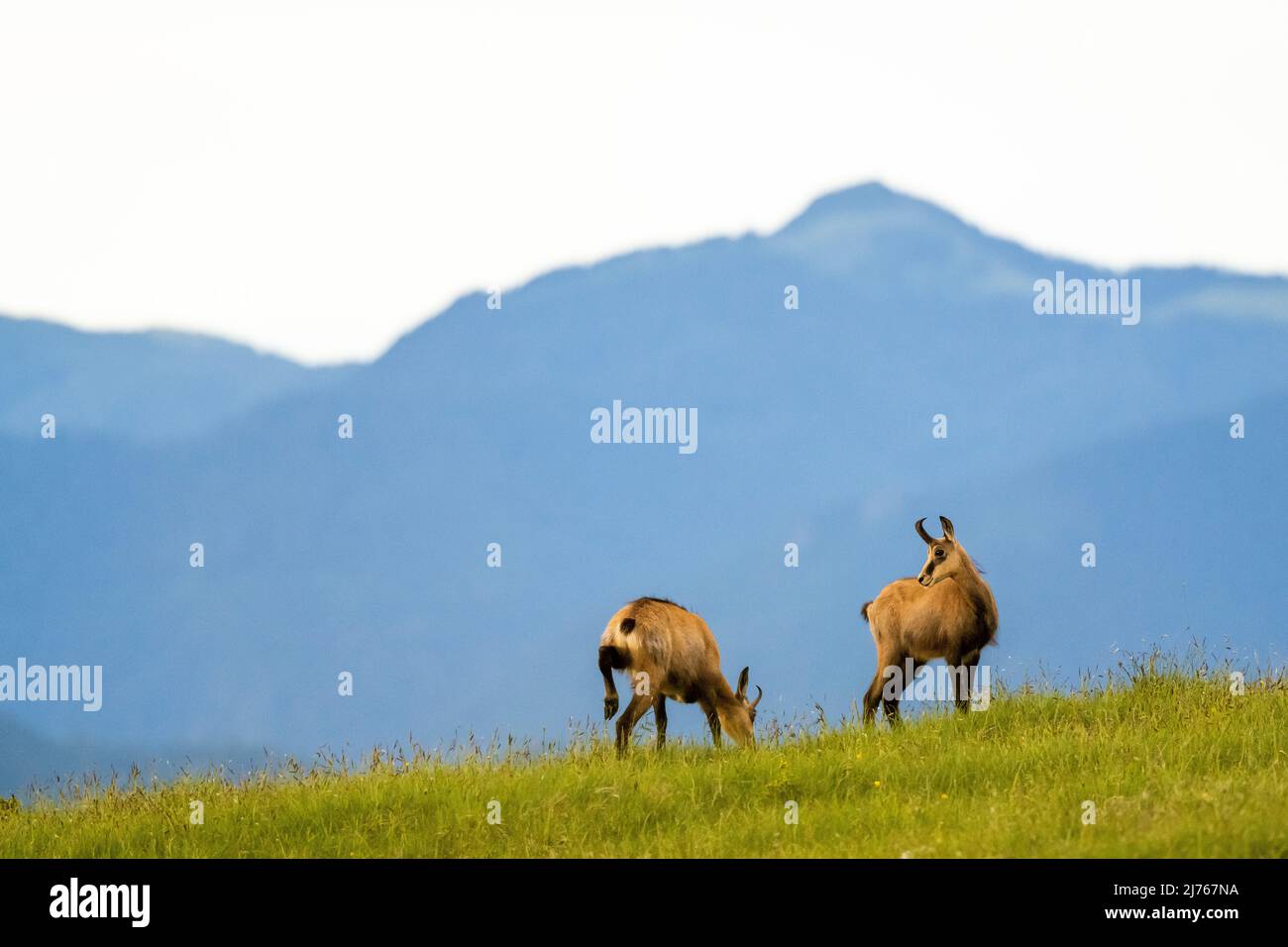 Etude de mouvement de deux chamois sur un pré de montagne dans le Karwendel, en arrière-plan plus de montagnes. Banque D'Images
