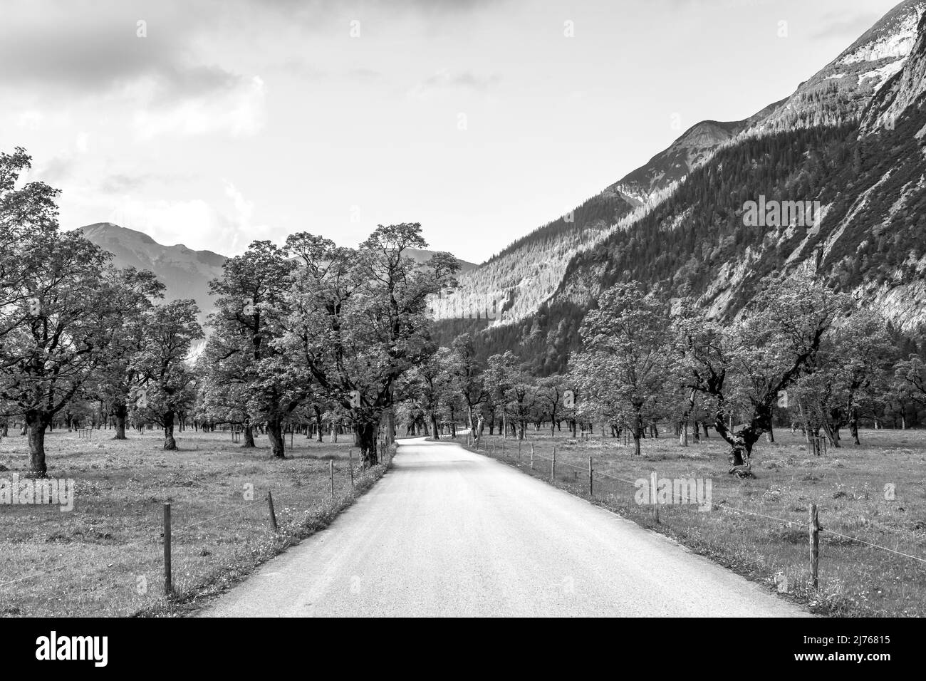 La route à travers le Großer Ahornboden dans le Karwendel, près de l'Engalm en direction de Hinterriss, Tyrol, dans les Alpes autrichiennes en haute saison avec des érables verts. Banque D'Images