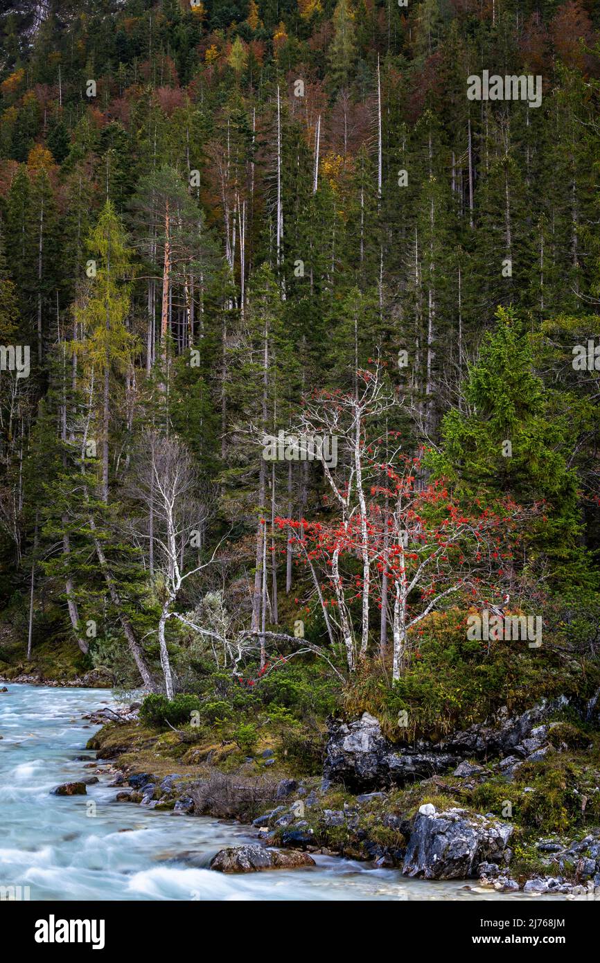 Baies de rowan rouge vif de cendres de montagne sur les rives de l'Isar, près de la source de l'Isar dans la partie supérieure, au milieu du Karwendel. Banque D'Images