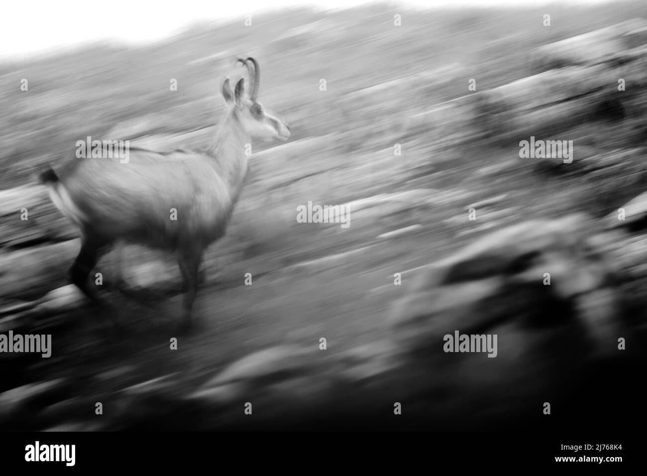 Une chamois fuyant en monochrome la côte Banque D'Images