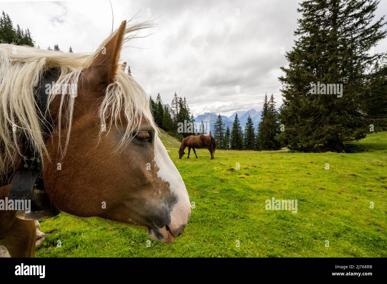 Un cheval Haflinger sur un pré naturel de montagne près de Mittenwald, sur le Rehbergalm photographié d'en dessous comme un portrait Banque D'Images