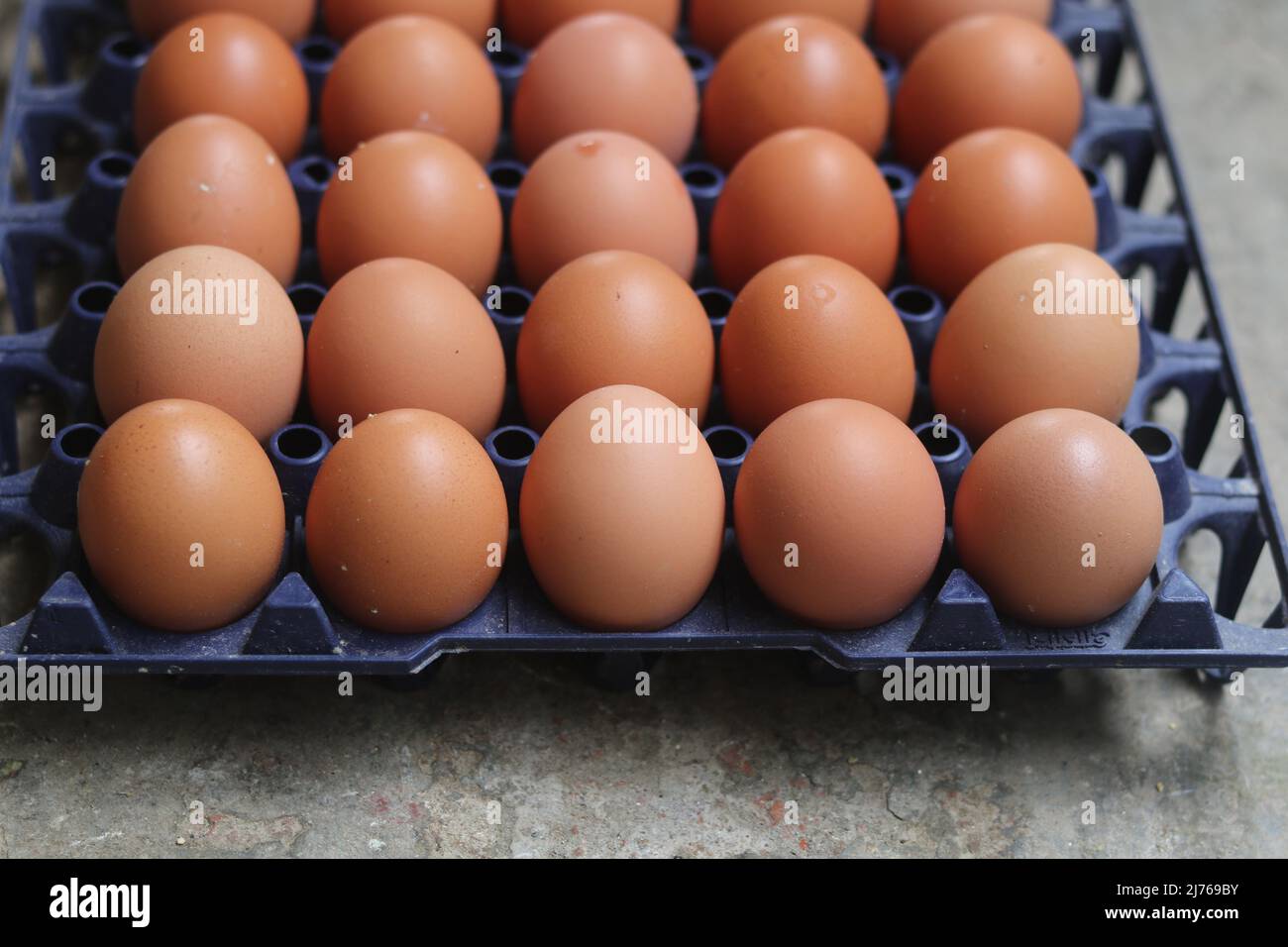 Fermez la ferme de poulet à base d'œufs frais biologiques dans les coquilles, la boîte de l'ensemble d'œufs de poulet frais Young. Banque D'Images