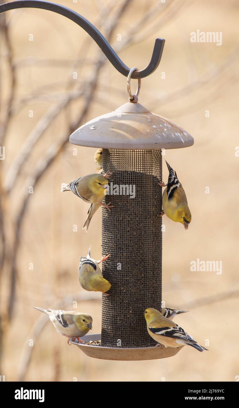 Plusieurs goldfinches américains partageant un filet d'alimentation lors d'une belle journée d'hiver Banque D'Images