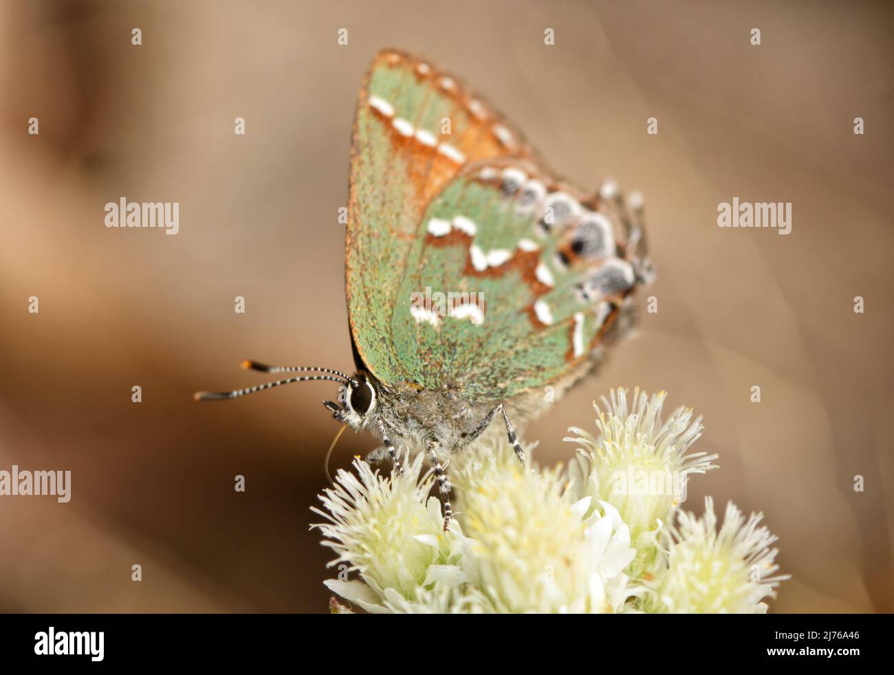Papillon de queue de genévrier minuscule, vert et brun qui obtient le nectar d'une petite fleur blanche en début de printemps Banque D'Images