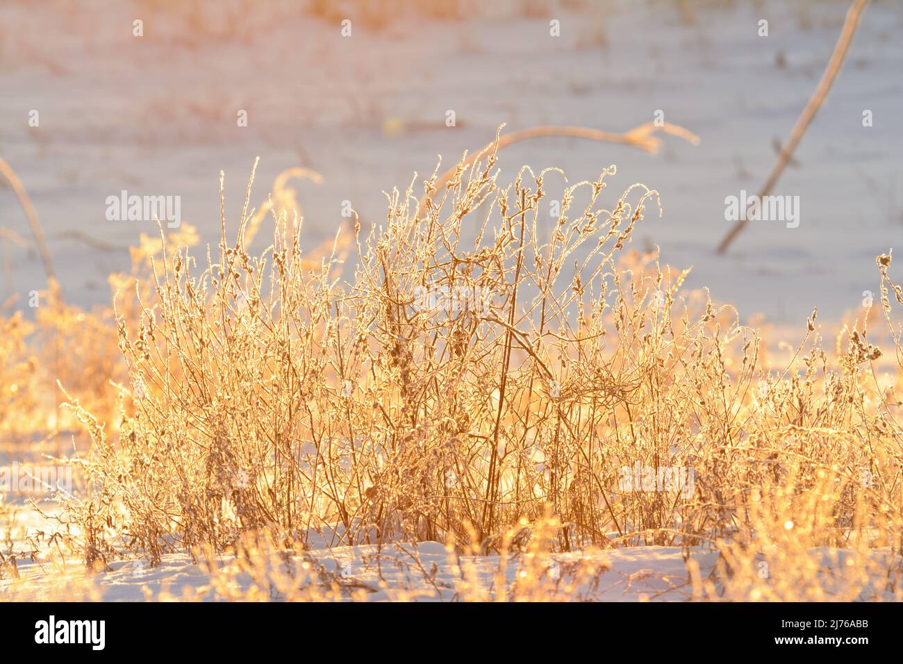 Hiver matin lever de soleil lumière brillante sur plantes sèches dépolies Banque D'Images