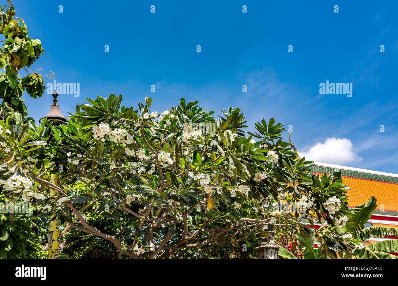Arbre frangipani, complexe de temples Wat Pho, temple du Bouddha couché, Bangkok, Thaïlande, Asie Banque D'Images