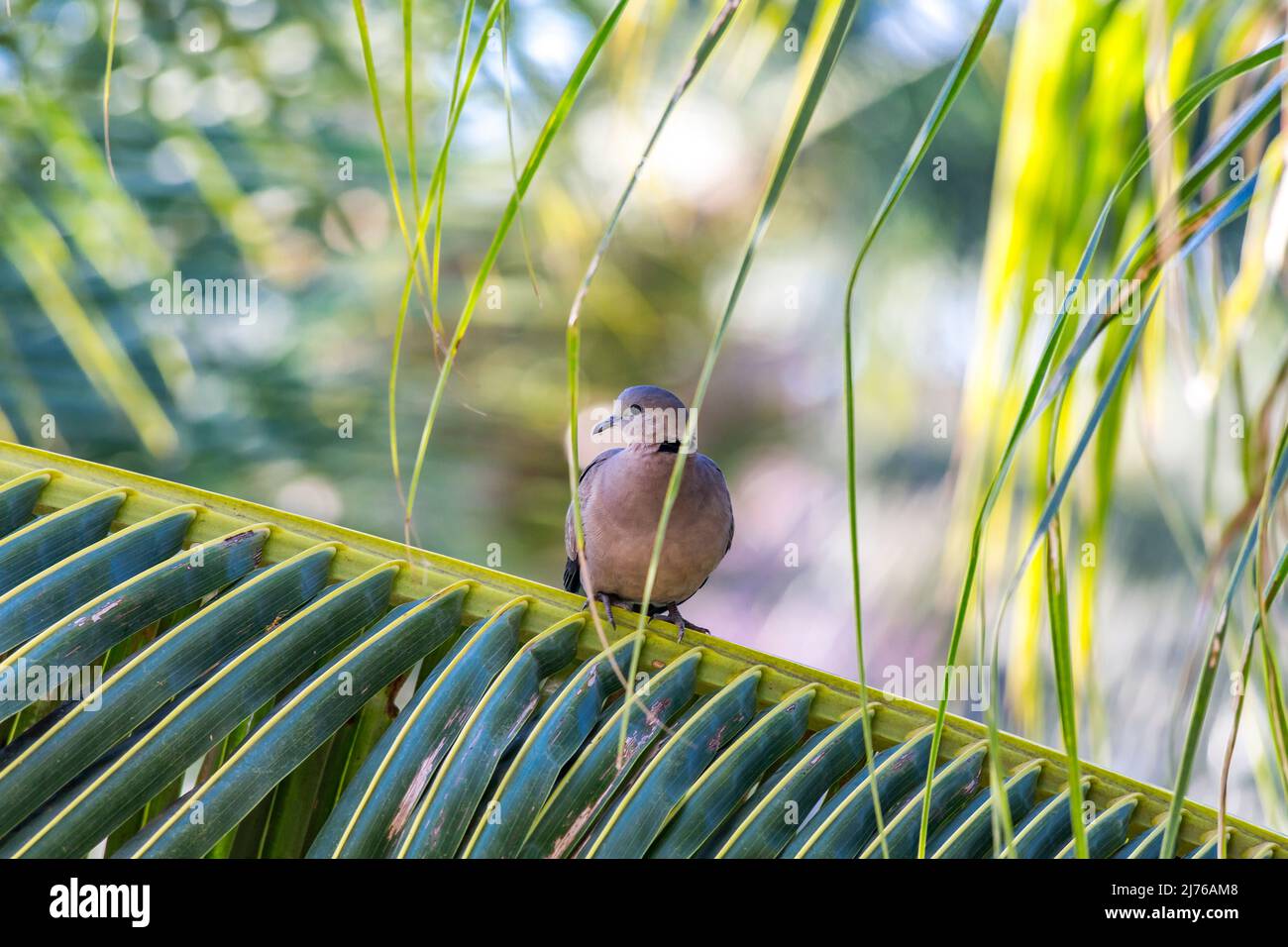 Pigeon sur un palmier, femme, complexe hôtelier Dusit Thani, Hua Hin, province de Prachuap Khiri Khan, Thaïlande, Golfe de Thaïlande, Asie Banque D'Images