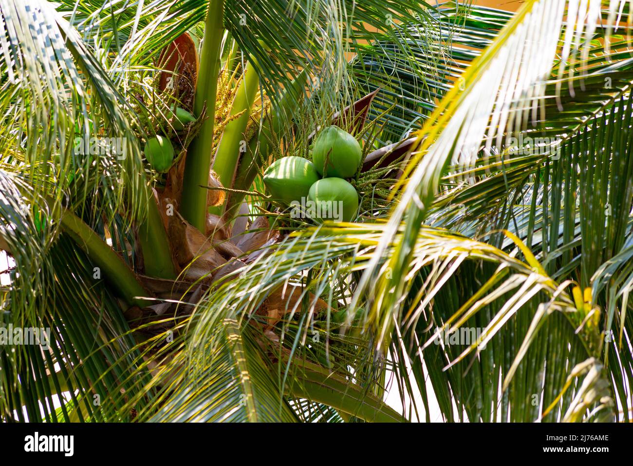 Noix de coco à la noix de coco, (Cocos nucifera), complexe hôtelier Dusit Thani, Hua Hin, province de Prachuap Khiri Khan, Thaïlande, Golfe de Thaïlande, Asie Banque D'Images