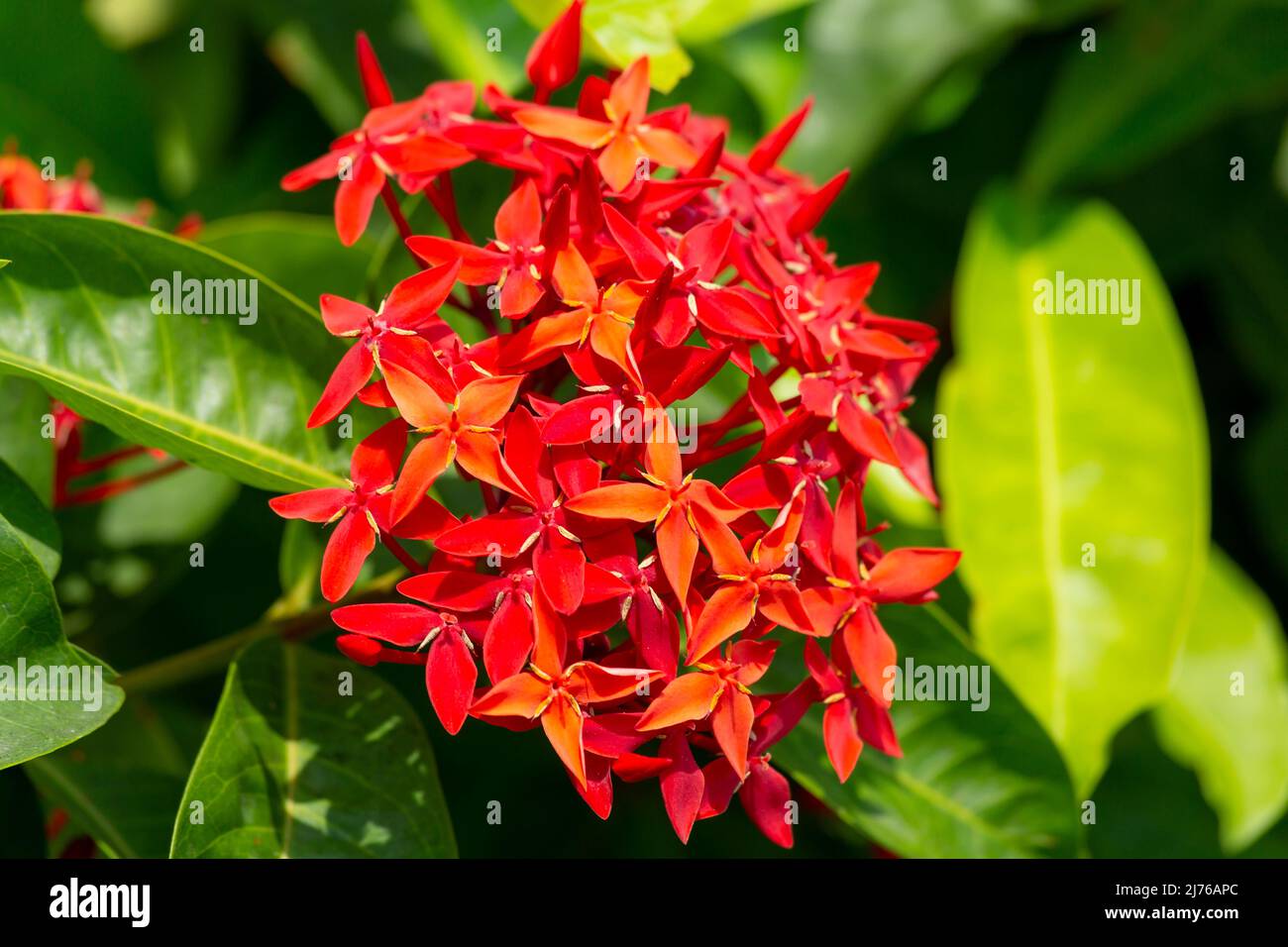 Ixora coccinea flower, Dusit Thani Hotel Resort, Hua Hin, province de Prachuap Khiri Khan, Thaïlande, Golfe de Thaïlande, Asie Banque D'Images