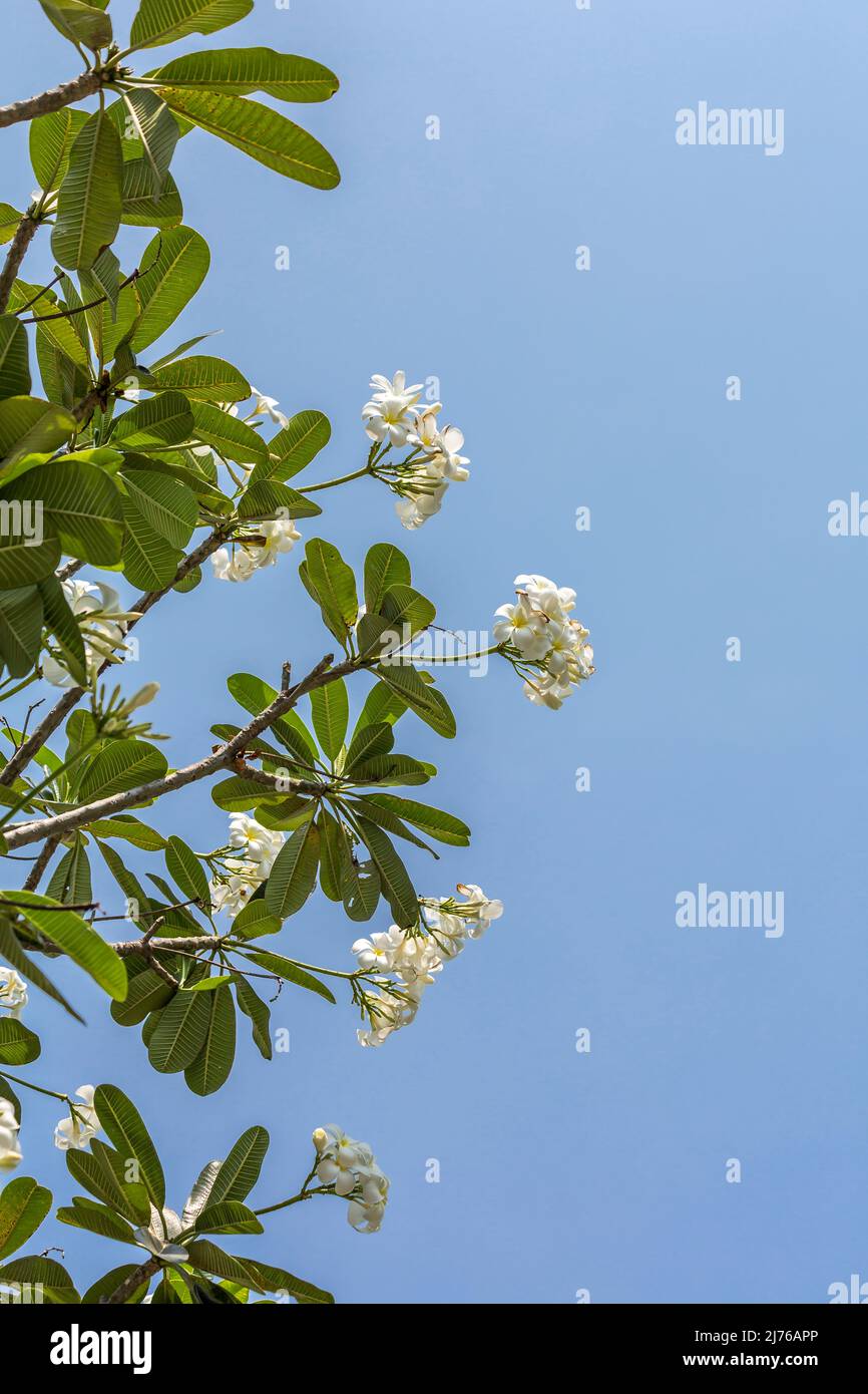 Frangipani, (Plumeria alba), arbre de temple, complexe hôtelier Dusit Thani, Hua Hin, province de Prachuap Khiri Khan, Thaïlande, Golfe de Thaïlande, Asie Banque D'Images