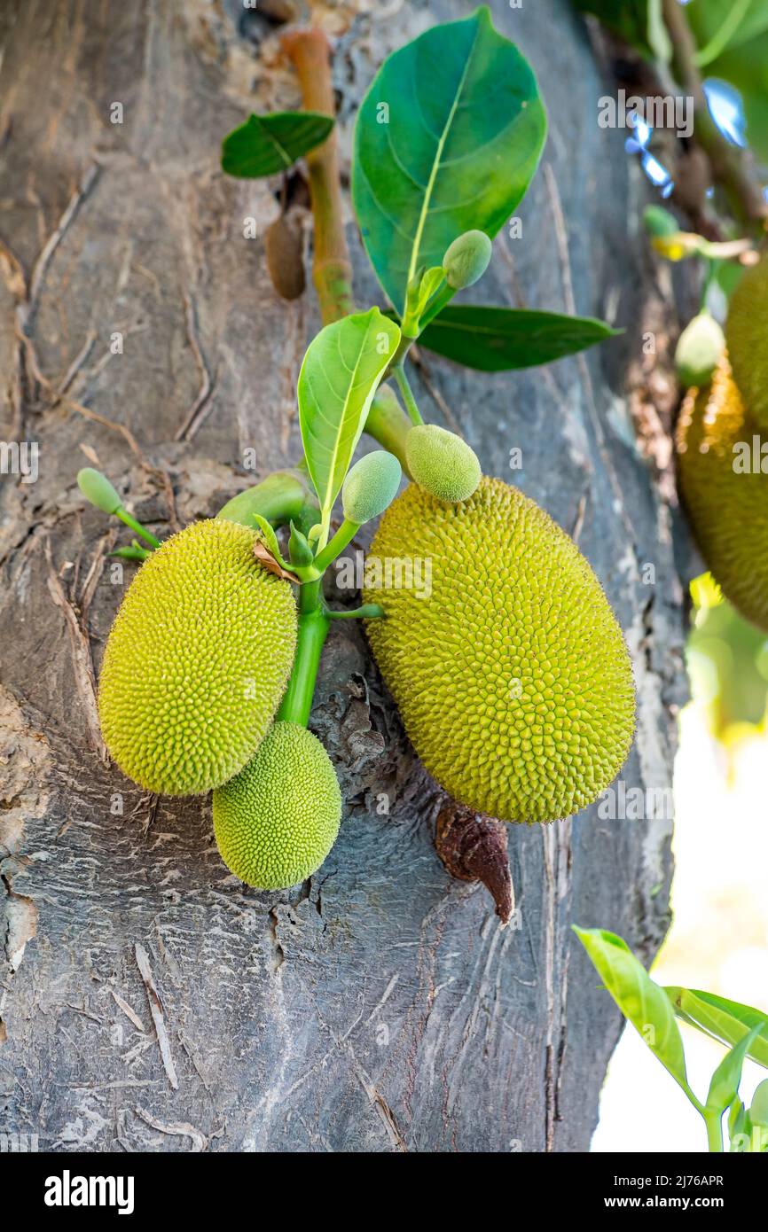 Jackfruit, (Artocarpus heterophyllus), complexe hôtelier Dusit Thani, Hua Hin, province de Prachuap Khiri Khan, Thaïlande, Golfe de Thaïlande, Asie Banque D'Images