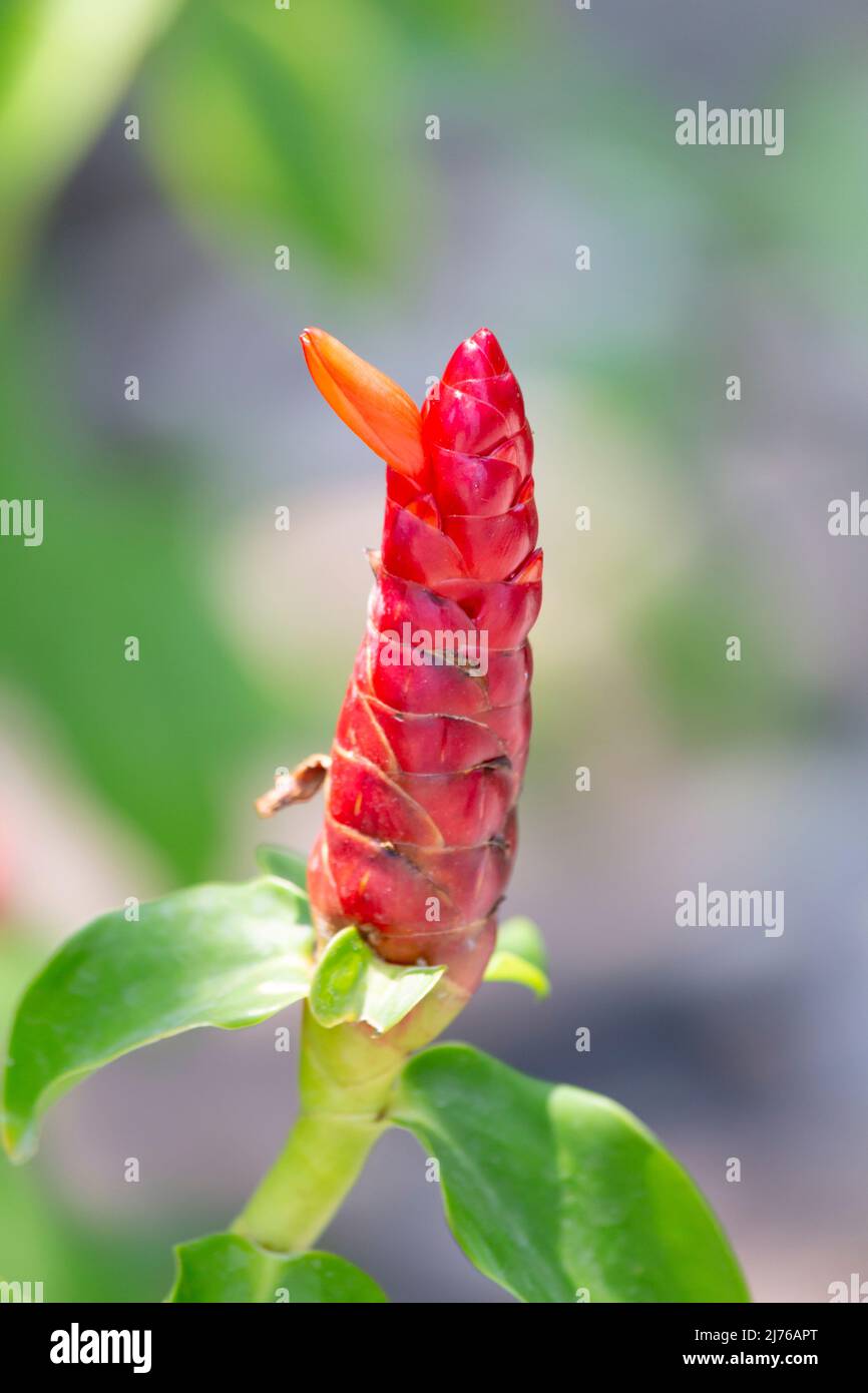Gingembre rouge (Alpinia purpurata), complexe hôtelier Dusit Thani, Hua Hin, province de Prachuap Khiri Khan, Thaïlande, Golfe de Thaïlande, Asie Banque D'Images
