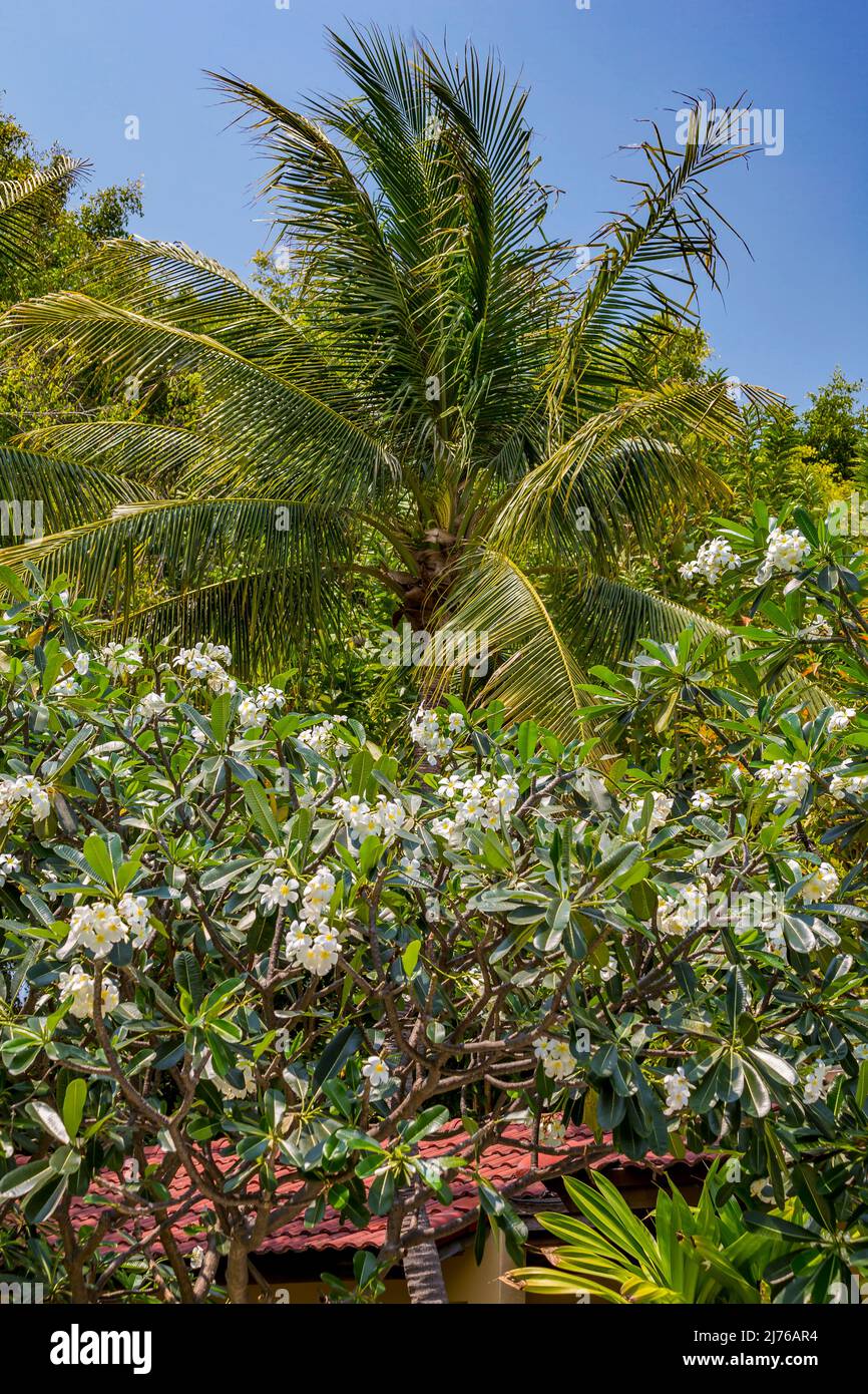 Palmier et arbre de temple, frangipani, (Plumeria alba), complexe hôtelier Dusit Thani, Hua Hin, province de Prachuap Khiri Khan, Thaïlande, Golfe de Thaïlande, Asie Banque D'Images