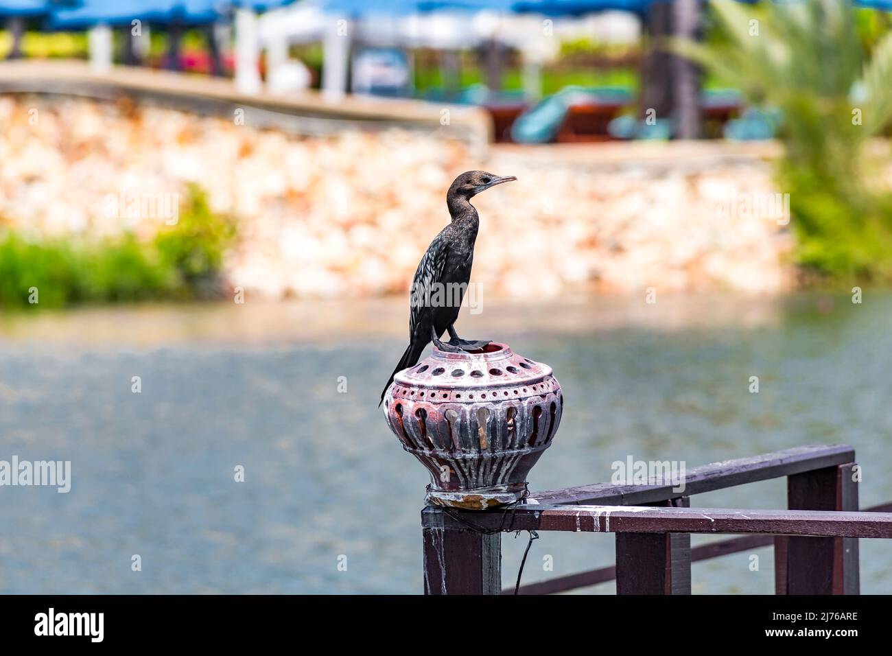 Little Cormorant, Cormorant Noir, (Phalacrocorax niger), Dusit Thani Hotel Resort, Hua Hin, province de Prachuap Khiri Khan, Thaïlande, Golfe de Thaïlande, Asie Banque D'Images