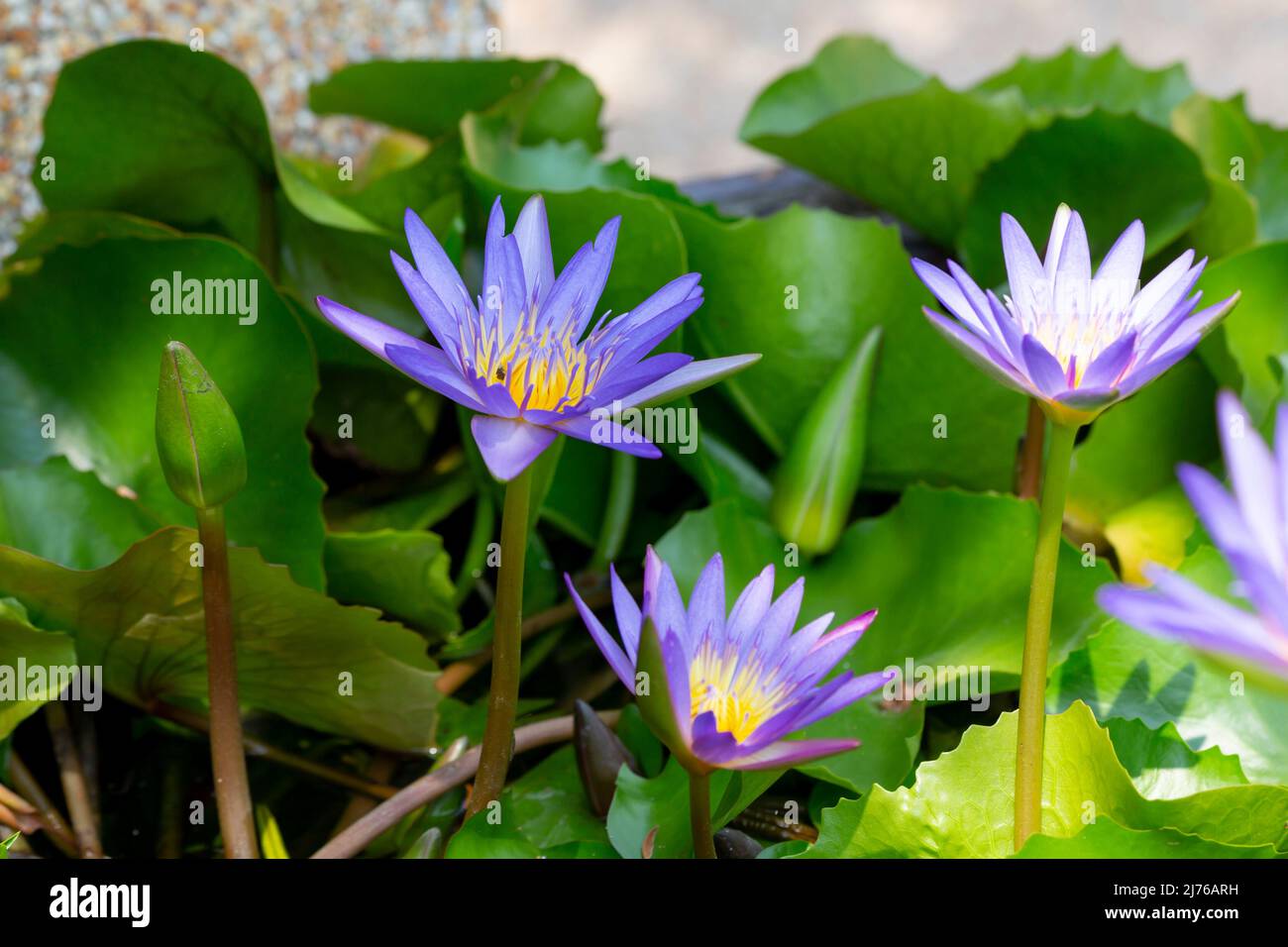 Nénuphars violets (Nymphaea panama pacific), complexe hôtelier Dusit Thani, Hua Hin, province de Prachuap Khiri Khan, Thaïlande, Golfe de Thaïlande, Asie Banque D'Images